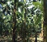 Dwarf Cavendish Banana Five Gallon