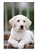 8-week-old Yellow Labrador Retriever Puppy Animals Photographic Poster Print by Aneal Vohra, 18x24