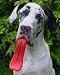Humunga Tongue - Mini for XSmall Dogs
