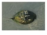 A Barnacle and Algae Encrusted Horseshoe Crab, Limulus Polyphemus Photographic Poster Print by Darlyne A. Murawski, 24x18