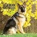 German Shepherds 2009 Wall Calendar