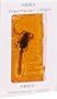 Scorpion Amber Candy