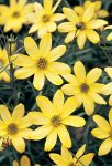 Review Crocus  / Coreopsis verticillata Moonbeam