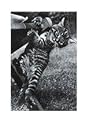 Cat Angel Art Poster Print, 5x7