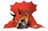 Toys : Costumes For All Occasions PM858012 Zelda Devil Pet sm