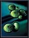 Art Poster Metal Framed Print - Sea Urchins - Artist: Plantrose- Poster Size: 15 X 11