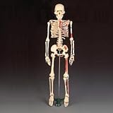 Painted and Numbered Thrifty Skeleton w/ stand and keycard