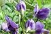 Blue Wild Indigo - Baptisia australis - 84 Plug Tray