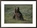 A grizzly takes a seat to survey its surroundings Subject Framed Art Poster Print by Michael S. Quinton, 29x21