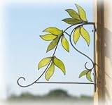 Bird Brain Green Leaf Plant Bracket