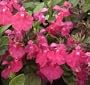 Salvia Microphylla "Berzerkeley" One Gallon