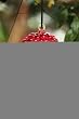 Red Grapes Hand Blown Glass Hummingbird Feeder