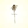 Image of album by Patrick Watson