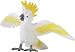 Safari: Cockatoo