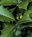 Ilex opaca: American Holly Seeds