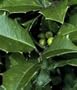 Ilex opaca: American Holly Seeds