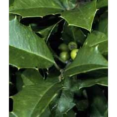 Ilex opaca: American Holly Seeds