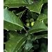 Ilex opaca: American Holly Seeds