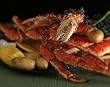 Giant Alaskan Red King Crab, 4 lb Box