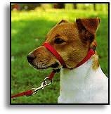 Gentle Leader Head Collar - Large - Red