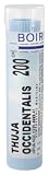 Boiron - Thuja Occidentalis 200ck, 80 pellets