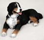 Bernese Mt. Dog MyDog Figurine