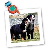 Dogs Bernese Mountain Dog - Bernese Mountain Dog - Quilt Squares
