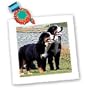 Dogs Bernese Mountain Dog - Bernese Mountain Dog - Quilt Squares