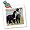 Bernese Mountain Dog - 10x10 Quilt Square