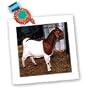 Farm Animals - Boer Doe Goat - Quilt Squares