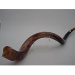 Extra Large Yemenite Shofar (Approx. 39