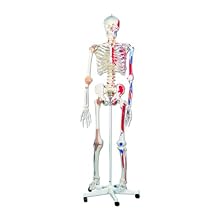 3B Scientific A13 Plastic Super Human Skeleton Model "Sam" - Flexible with Muscles and Ligaments On a Pelvic Mounted Stand, 66.9" Height
