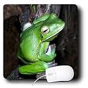 Frogs - Tree Frog - Mouse Pads