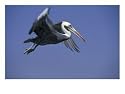 Peruvian Pelican, RN Paracas, Ica, Pisco, Peru Photographic Print by Andres Morya, 24" x 18"