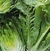 Parris Island Romaine Lettuce-3000 Seeds - BONUS PACK!
