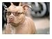 Pit Bull Terrier Wearing Sunglasses Animals Photographic Poster Print by Allen Russell, 24x18