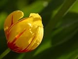 Close Up of Delicate and Fragile Yellow Tulip Growing in Grass Photographic Poster Print, 30x40 317Hn%2BoeHHL. SL160 Close Up of Delicate and Fragile Yellow Tulip Growing in Grass Photographic Poster Print, 30x40