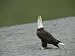 An American Bald Eagle Throws Its Head Back in a Call Photographic Poster Print by To...