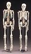 Mr Thrifty Skeleton - With Nerves