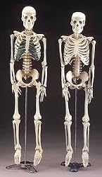 Mr Thrifty Skeleton - With Nerves