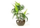 Review Beallsflorida  / Bamboo Oval Potted Plant