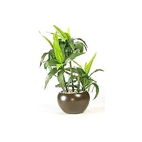 Bamboo Oval Potted Plant