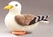 Plush Herring Sea Gull 12