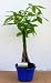 2CHIXGIFTS MONEY TREE 5 BRAIDED