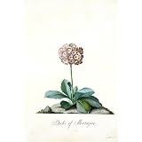 Primula, by George Dionysus Ehret (Print On Demand)
