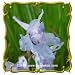 Wild Blue Larkspur (Delphinium carolinianum) Jumbo Wildflower Seed Packet (100)