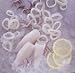 Great Gourmet Squid - Tubes and Tentacles Domestic (5 lbs Block)