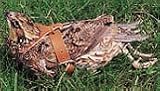 Spiked Quail Harness for Dog Training