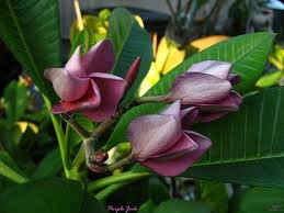 Plumeria Frangipani purple 5 seeds!amazing colors!