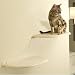 The Refined Feline Cloud Shelf in Off-White, Right Facing Color:Off-White